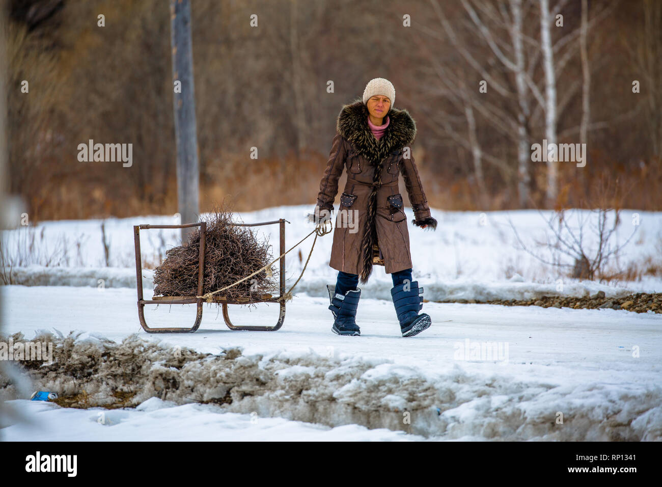 Eine Frau schleppt ihre Holzlast auf einem Schlitten nach Hause, Batagay, Russland Stockfoto