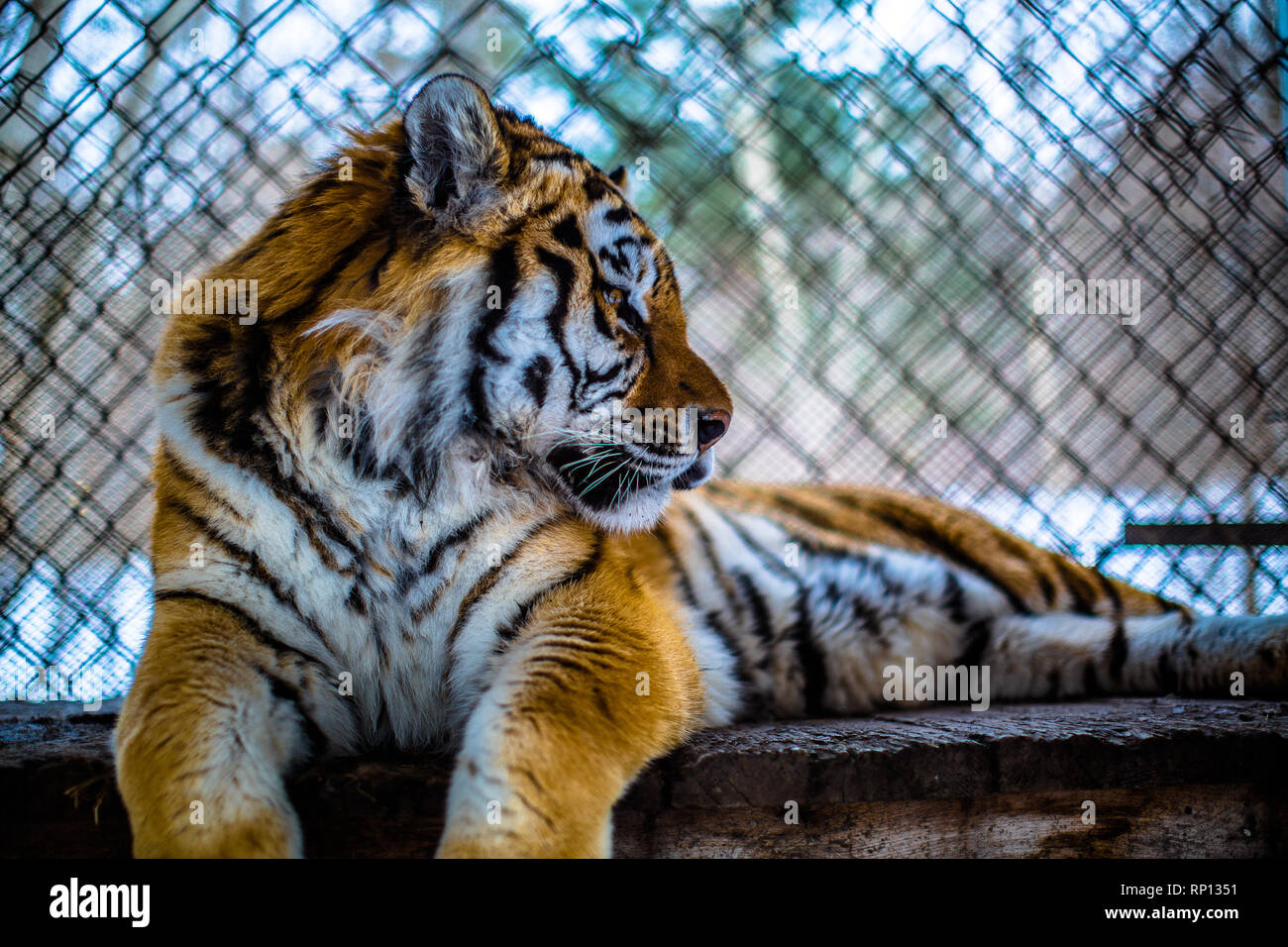 Ein sibirischer Tiger in Gefangenschaft sitzt friedlich in seinem Heiligtum. Russland Stockfoto