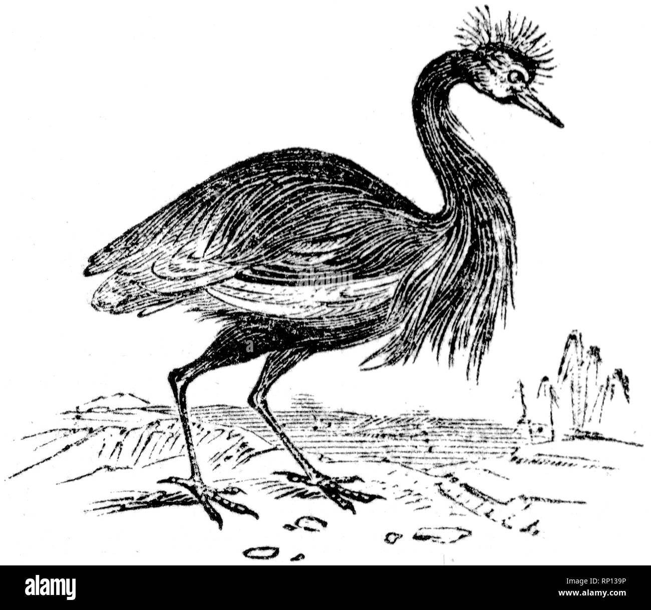 Holz graviert Illustration, von der "Schatzkammer der Natur" von Samuel Maunder, veröffentlicht 1848 Stockfoto
