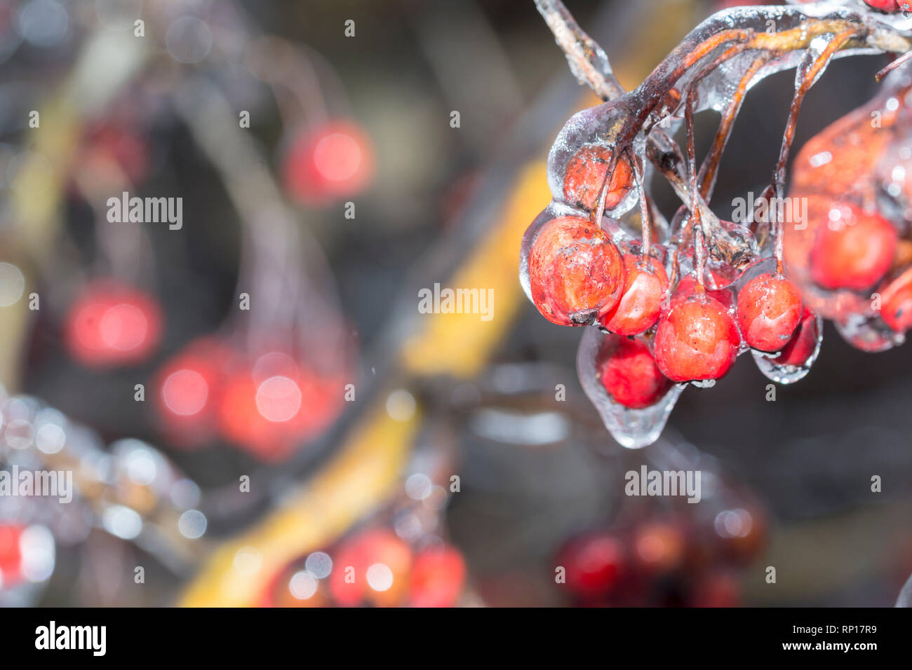 Gefrierender Regen, Branche und crataegus Briefen mit Eis, Hintergrund verwenden. Kopieren. Stockfoto