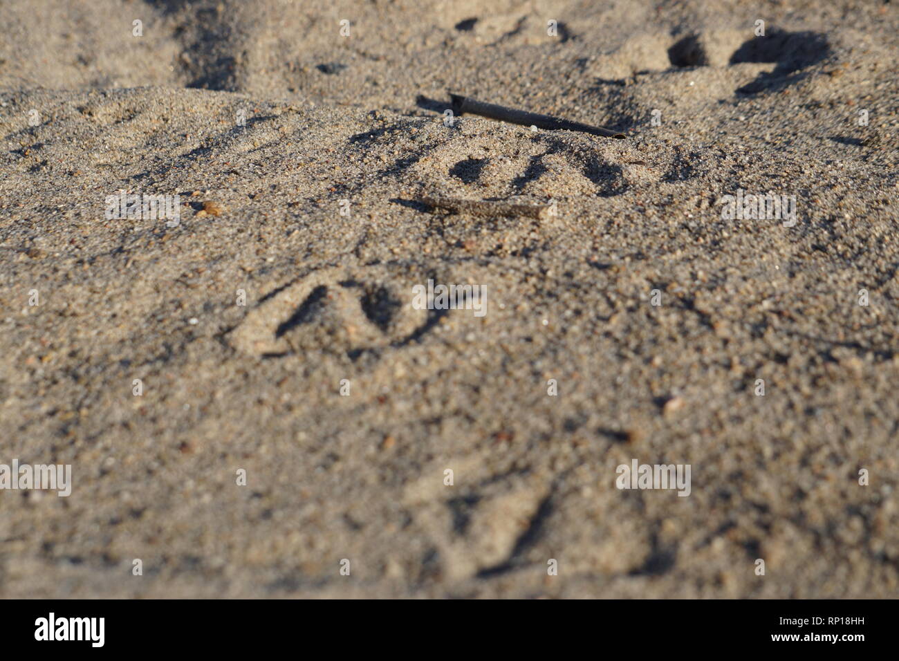 Ente Spuren im Sand Stockfoto