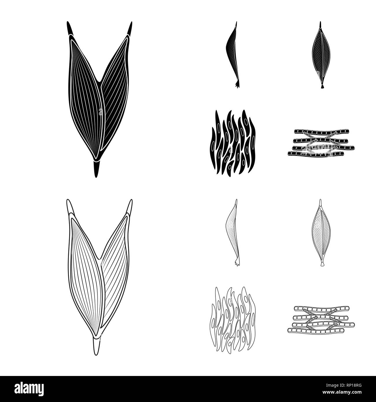 Isoliertes Objekt der Faser und muskulös. Sammlung von Faser- und Körper vektor Symbol für das Lager. Stock Vektor