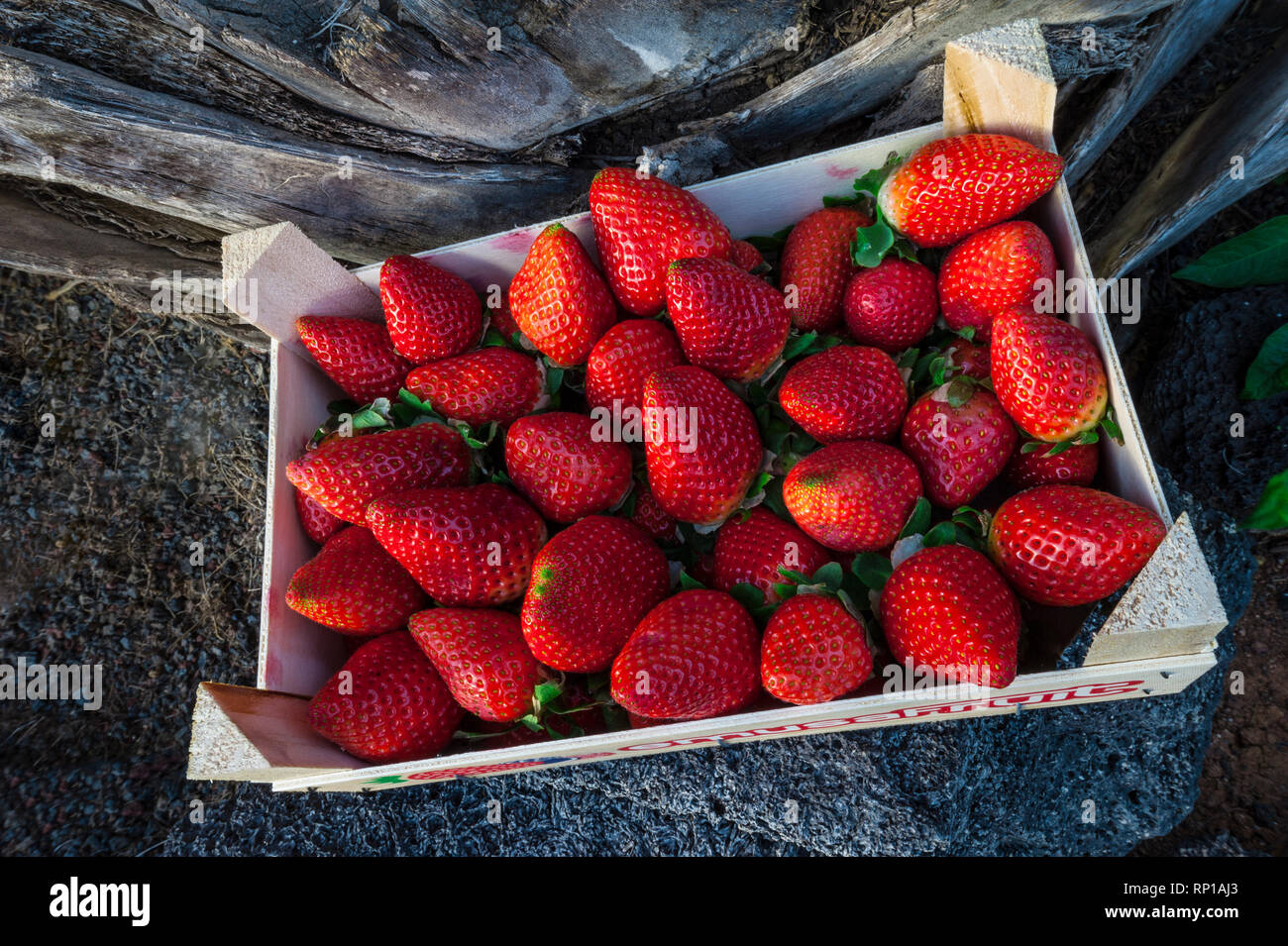 Erdbeeren frisch gepflückt und in einem rustikalen Holzkiste angezeigt Stockfoto