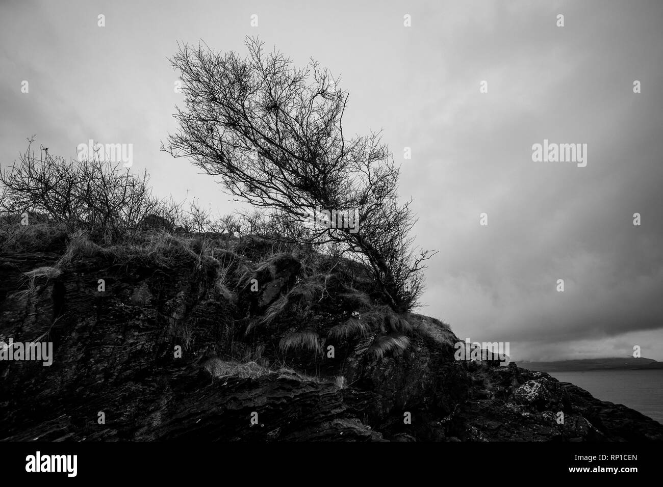 Windswept Baum am Meer Stockfoto