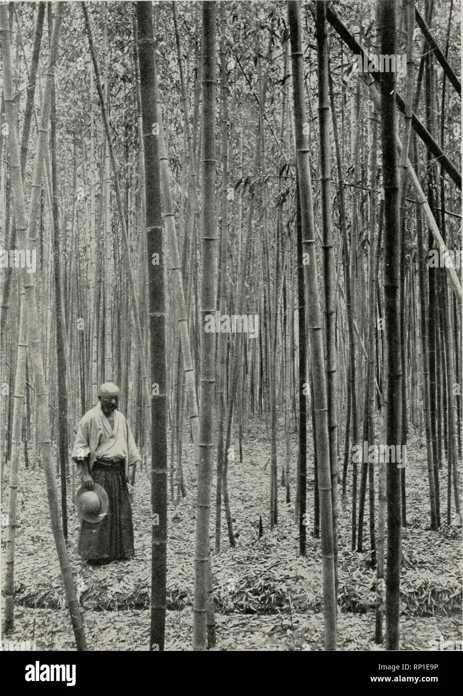 Amerikanische Forstwirtschaft. Die Wälder und die Forstwirtschaft.  Forstwirtschaft in Japan: ein gepflegter Wald ol Holz Bambus auf guten  Boden, dicker Mulch von Siriw ard Blätter, und öffnen Entwässerungsgraben  im Vordergrund (Seite