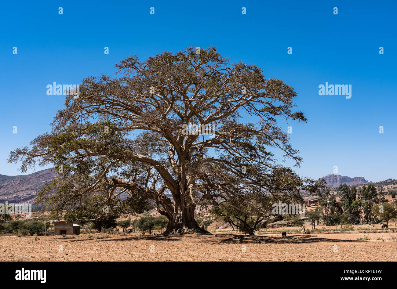 Big allein stehenden Baum in der Nähe von Wukro Cherkos in Äthiopien Stockfoto