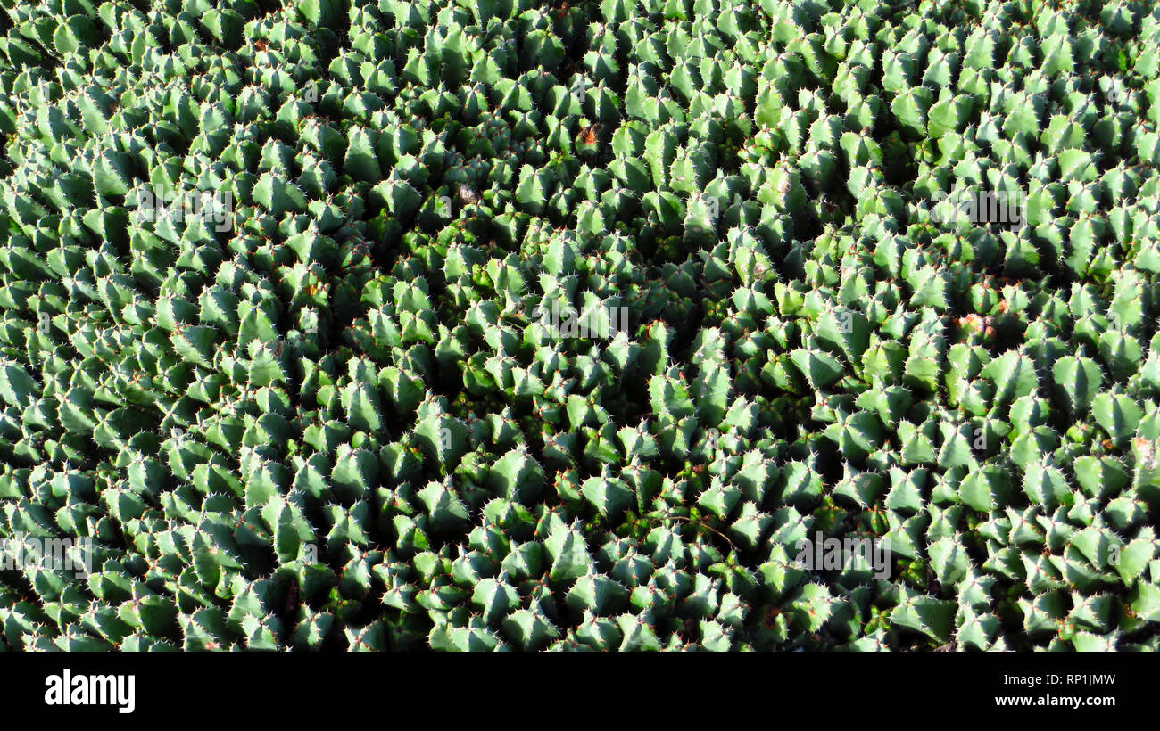 Jardin de Cactus in Lanzarote, Spanien Stockfoto