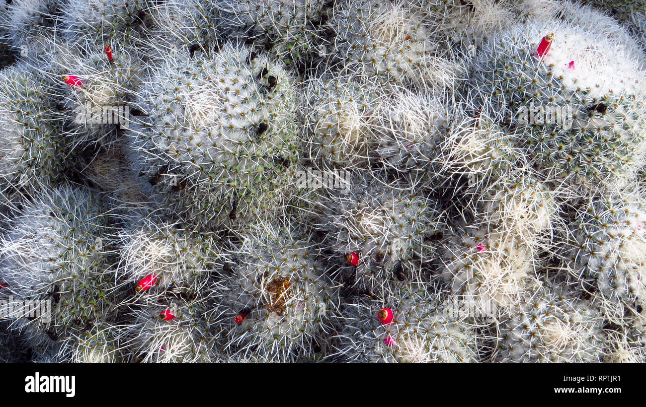 Jardin de Cactus in Lanzarote, Spanien Stockfoto