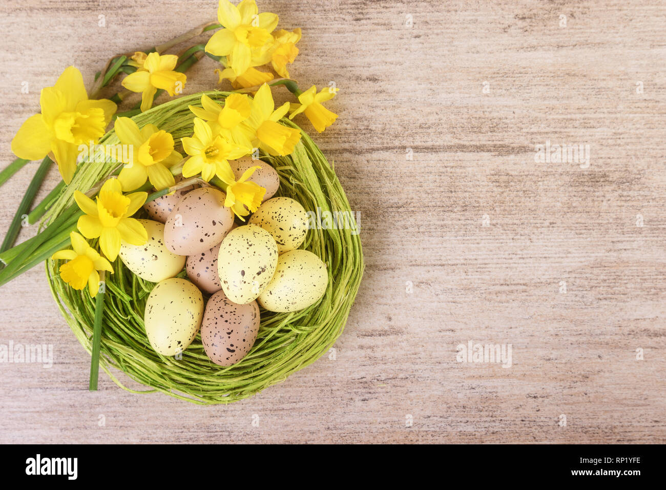 Helle narzisse Blüten mit Stroh Nest mit farbenfrohen Pastelltönen Ostereier gefüllt. Ansicht von oben, text Raum. Stockfoto
