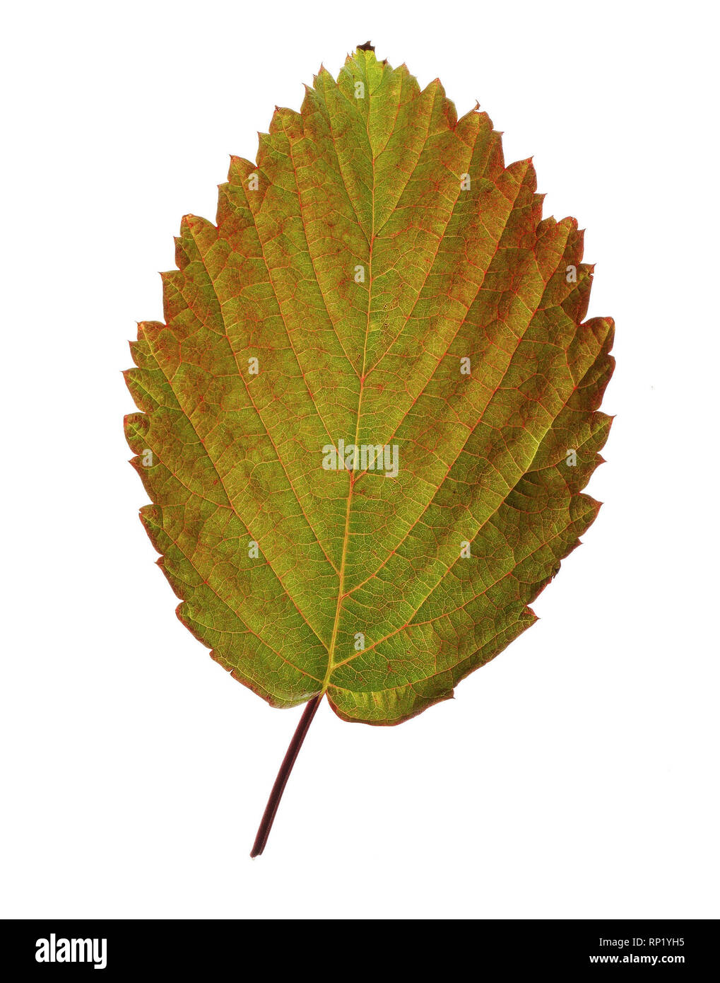 Al-Blätter. Stockfoto