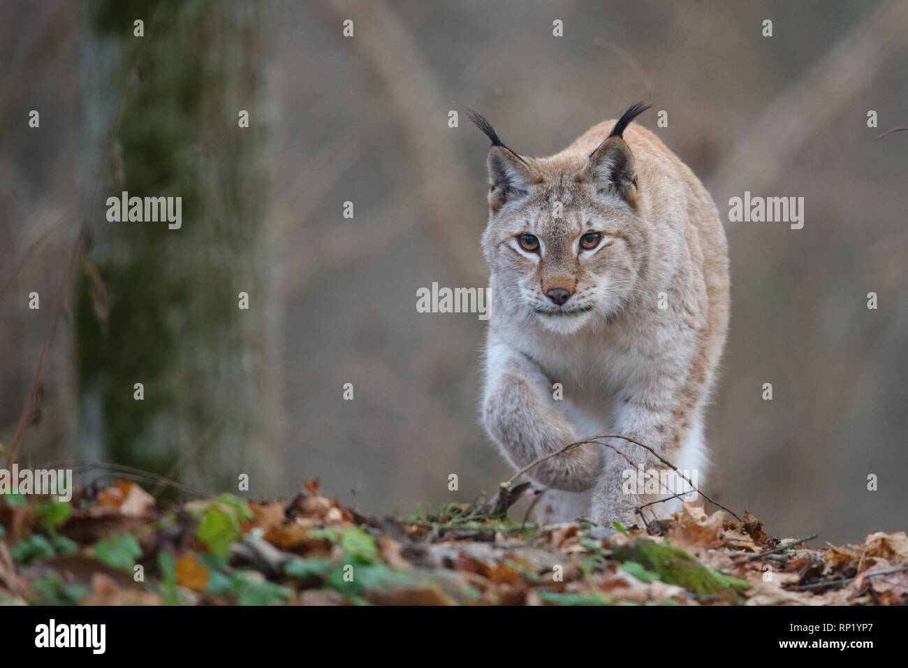 Weibliche Eurasischen Luchs (Lynx lynx), Estland, Europa Stockfoto
