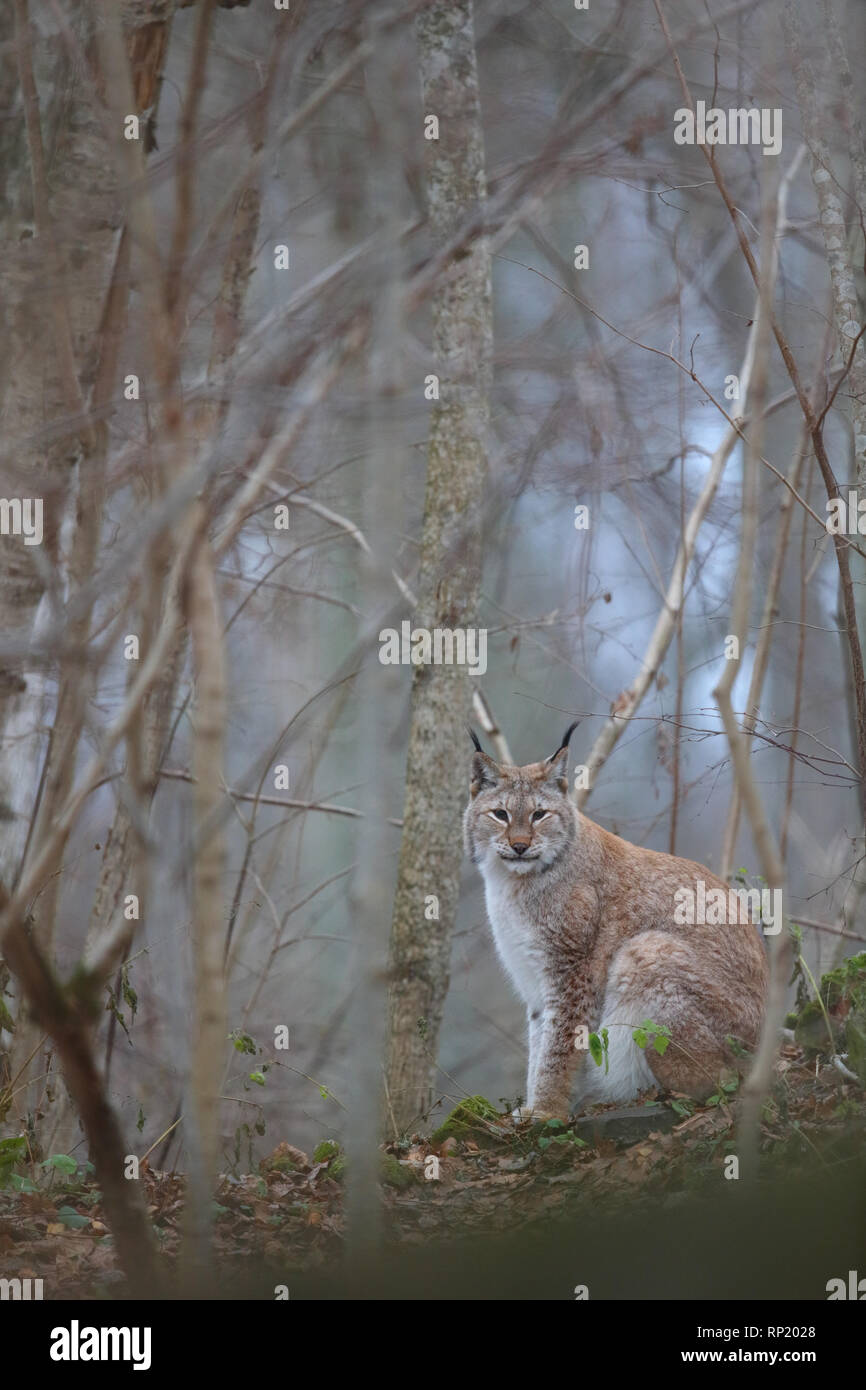 Weibliche Eurasischen Luchs (Lynx lynx), Estland, Europa Stockfoto