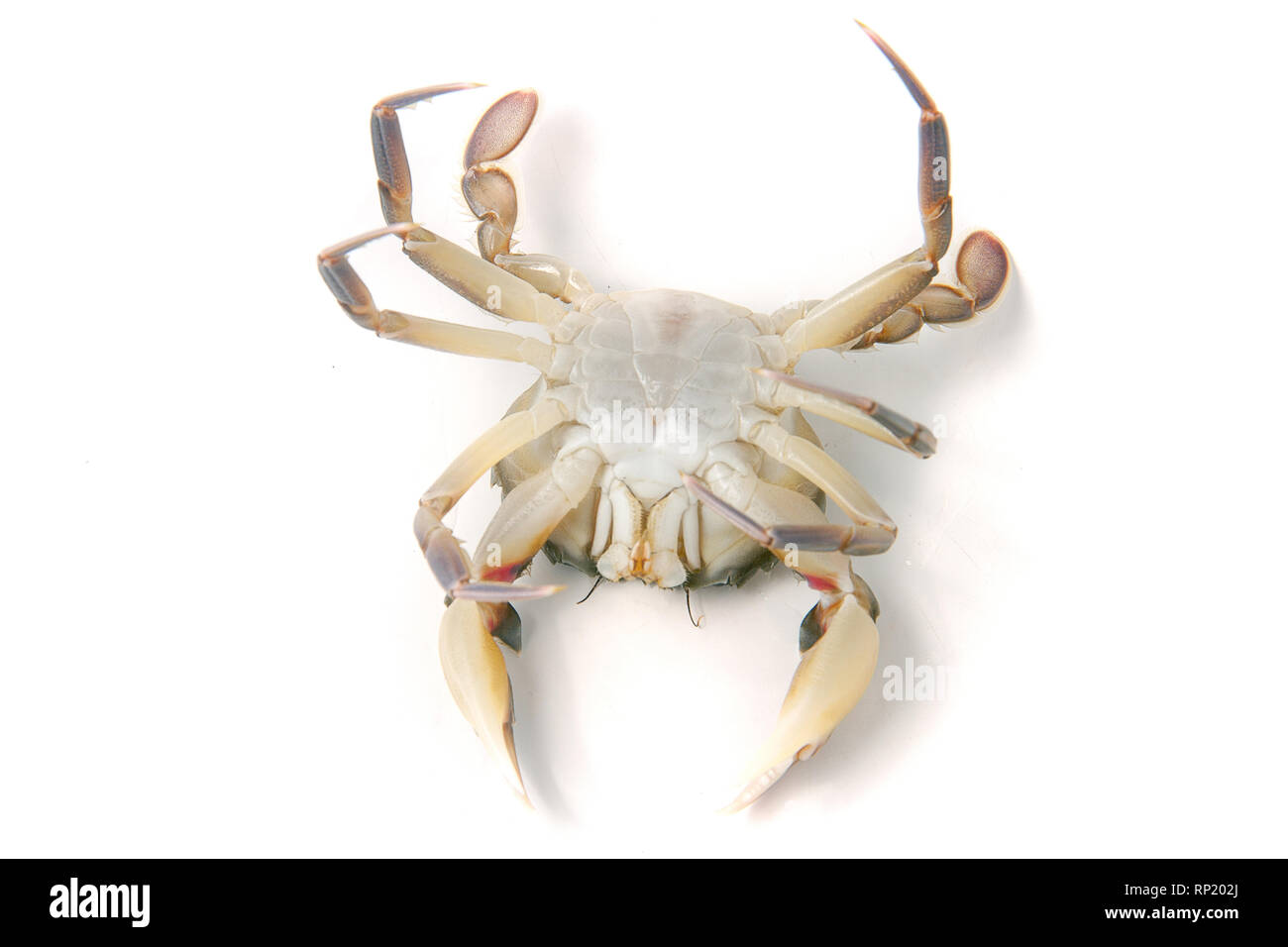 Live Krabbe auf dem Rücken liegend isoliert auf einem weißen Hintergrund. Stockfoto