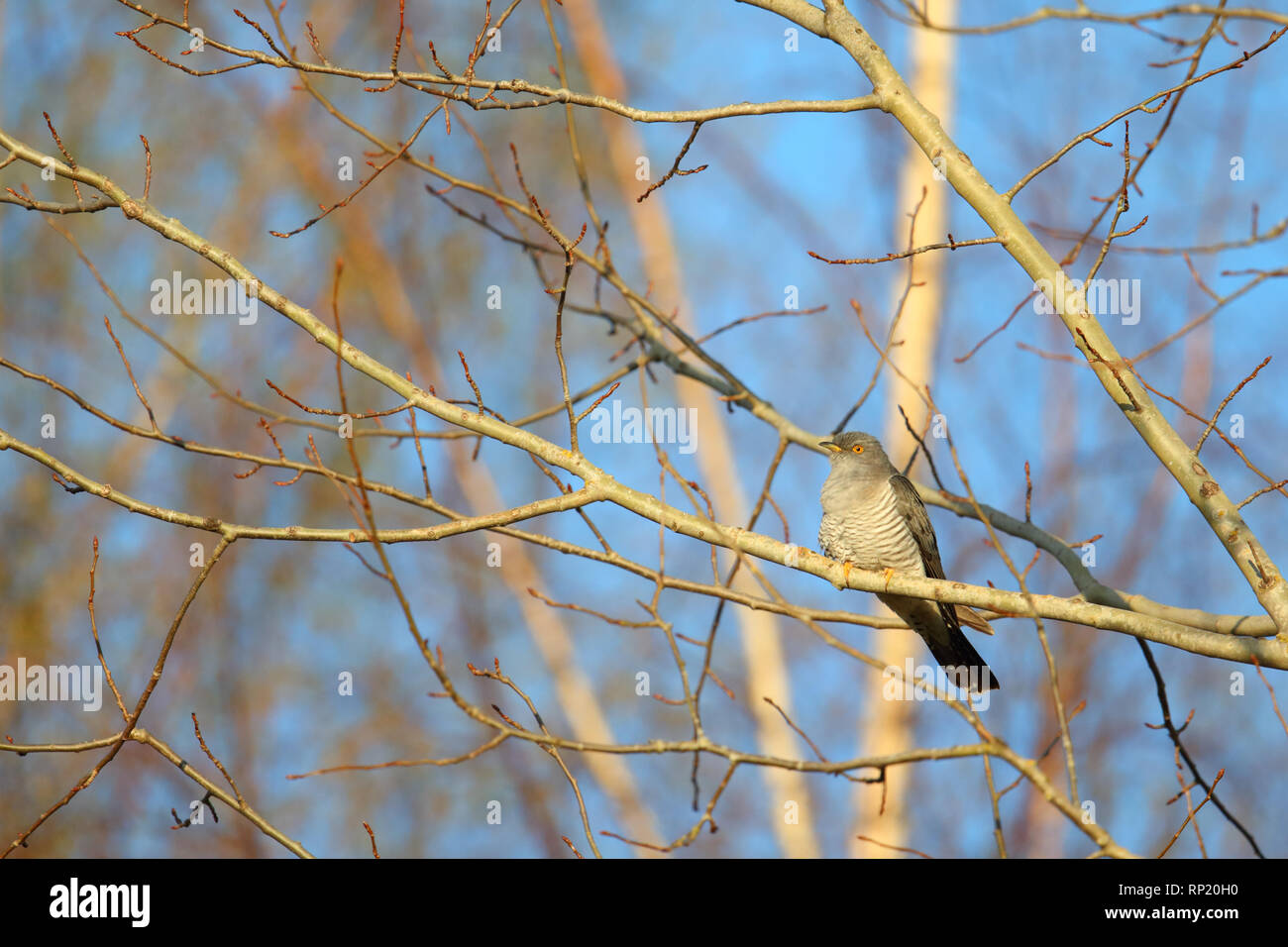 Kuckuck (Cuculus canorus) im Frühjahr, Europa Stockfoto