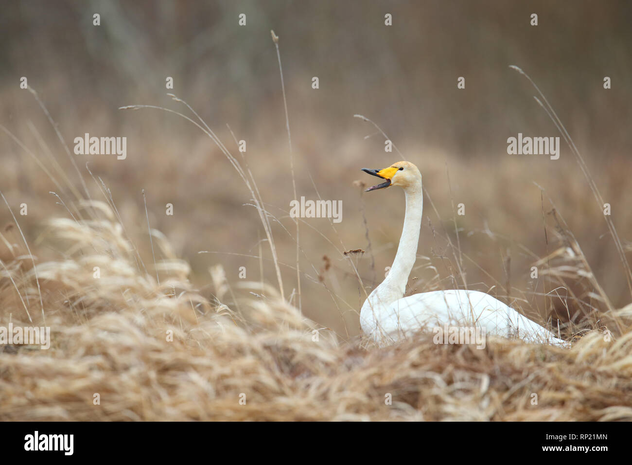 Singschwan (Cygnus Cygnus) im Frühjahr an Nährboden. Europa Stockfoto