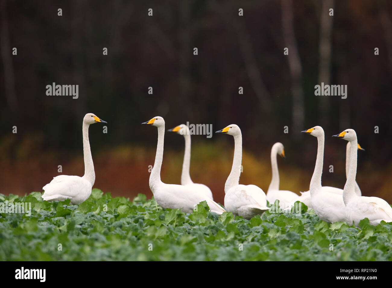 Gehören singschwan (Cygnus Cygnus) Fütterung und in Ruhe. Europa, Estland Stockfoto