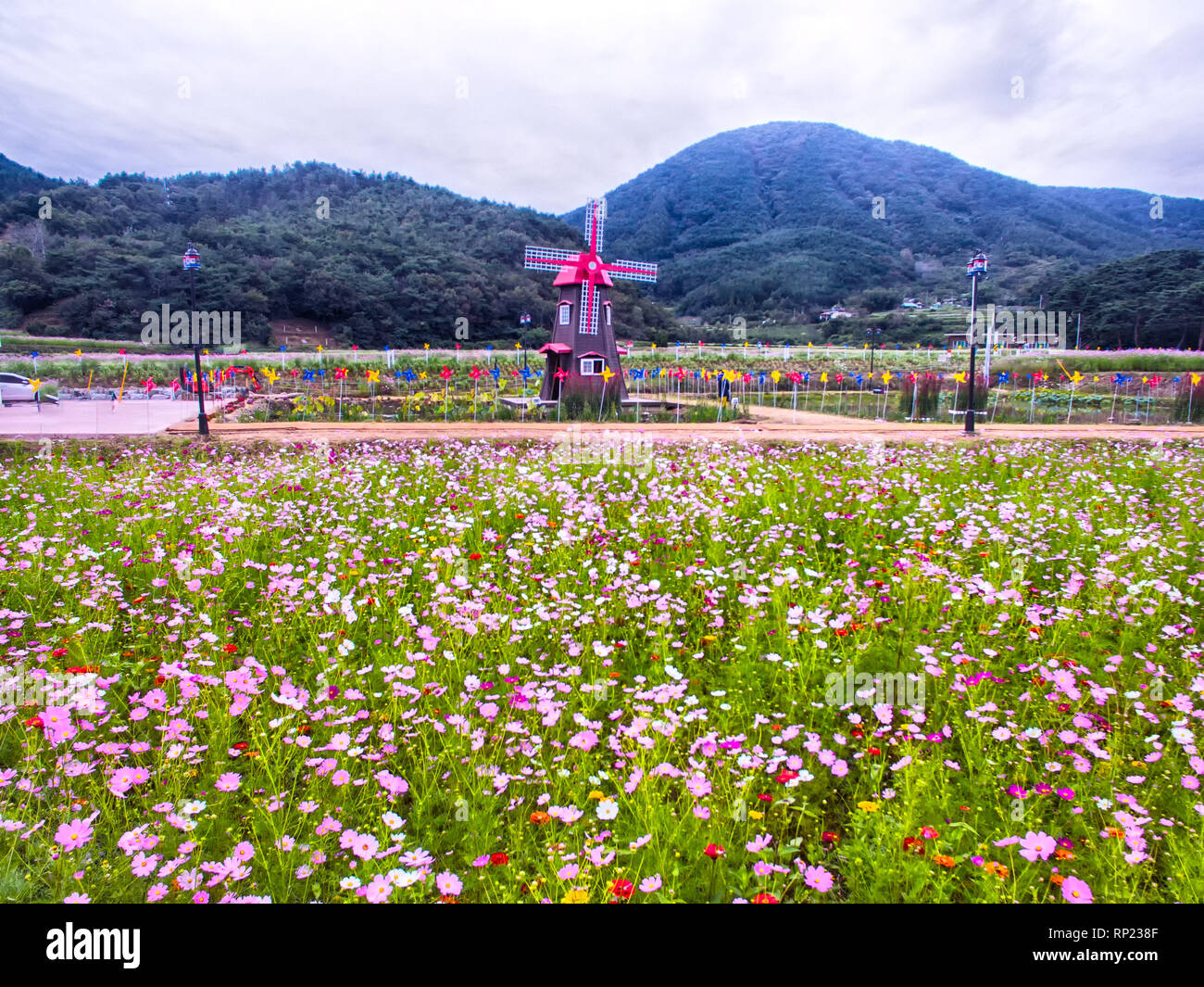 Bukcheon Kosmos und Buchweizen Flower Festival in Hadong, Gyengsangnamdo,, South Korea, Asien Stockfoto