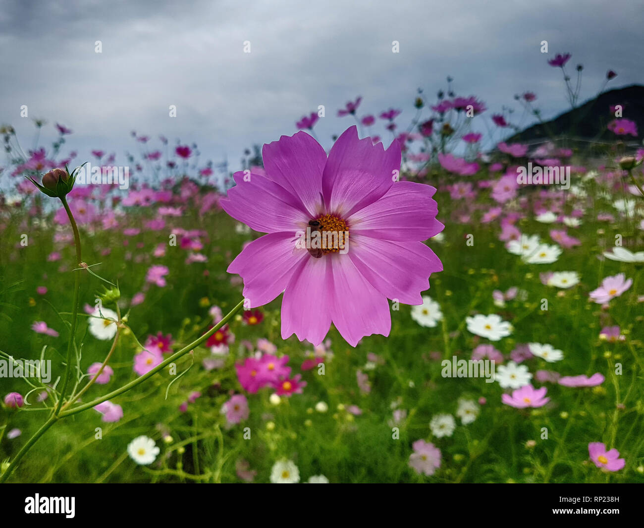 Bukcheon Kosmos und Buchweizen Flower Festival in Hadong, Gyengsangnamdo,, South Korea, Asien Stockfoto