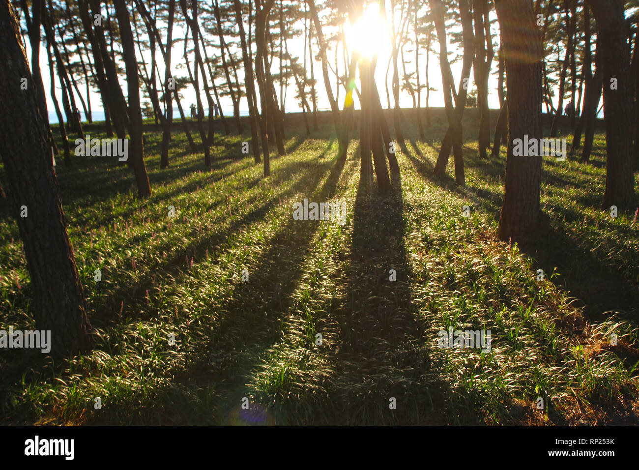 Die Sonne durch die Bäume, Janghang Songlim Mountain Forest Resort, Seocheon, Chungcheongnamdo, Südkorea, Asien Stockfoto