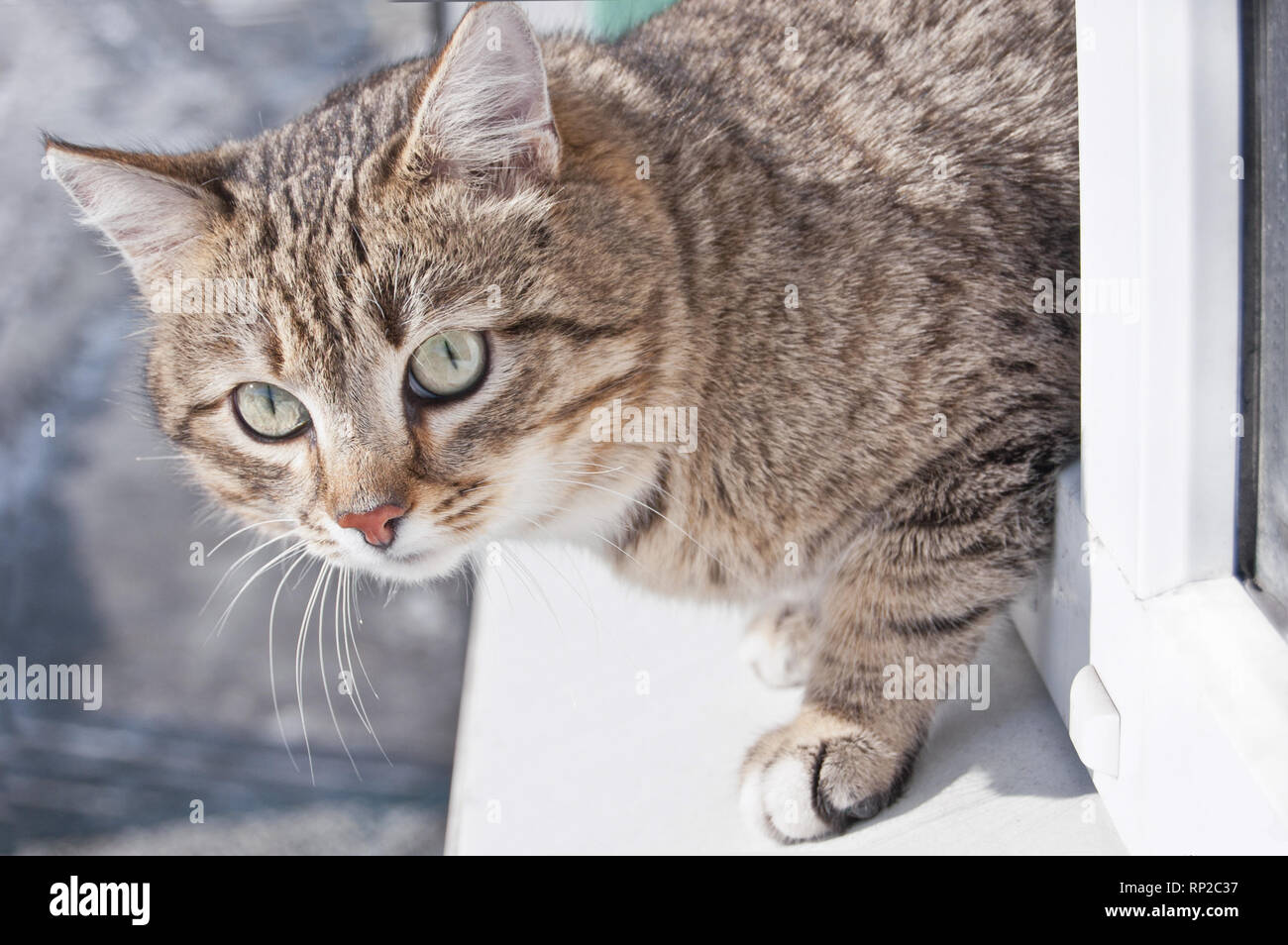 Tabby Kater klettert aus dem Fenster. Katze will aus dem Fenster zu springen. Katzen portrait Stockfoto