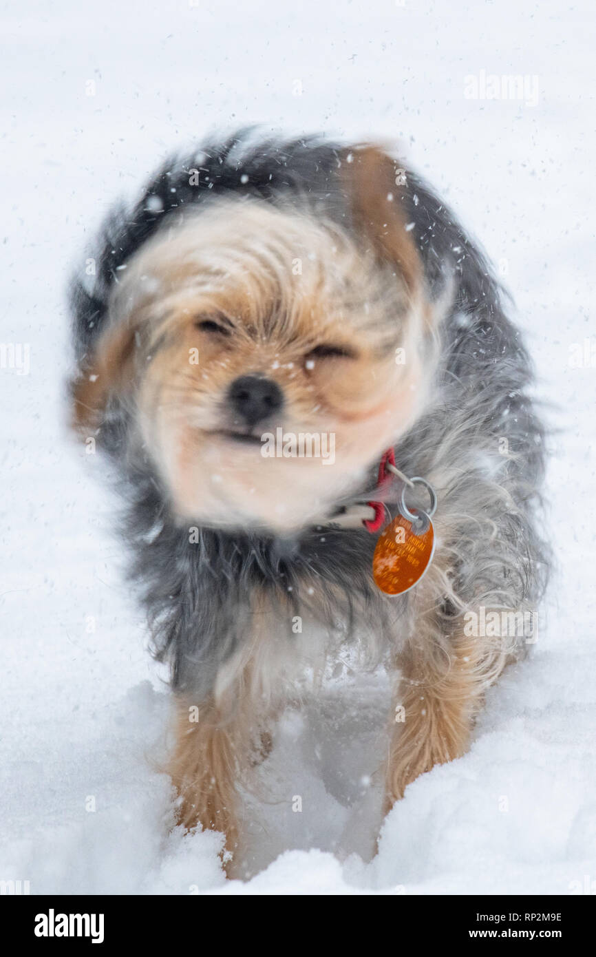 Wallingford, USA. 20 Feb, 2019. Ein Yorkshire Terrier/Jack Russel - Canis Lupus Familiaris - gemischte Rasse Hund spielt im Schnee im winter storm Petra Credit: Don Mennig/Alamy leben Nachrichten Stockfoto