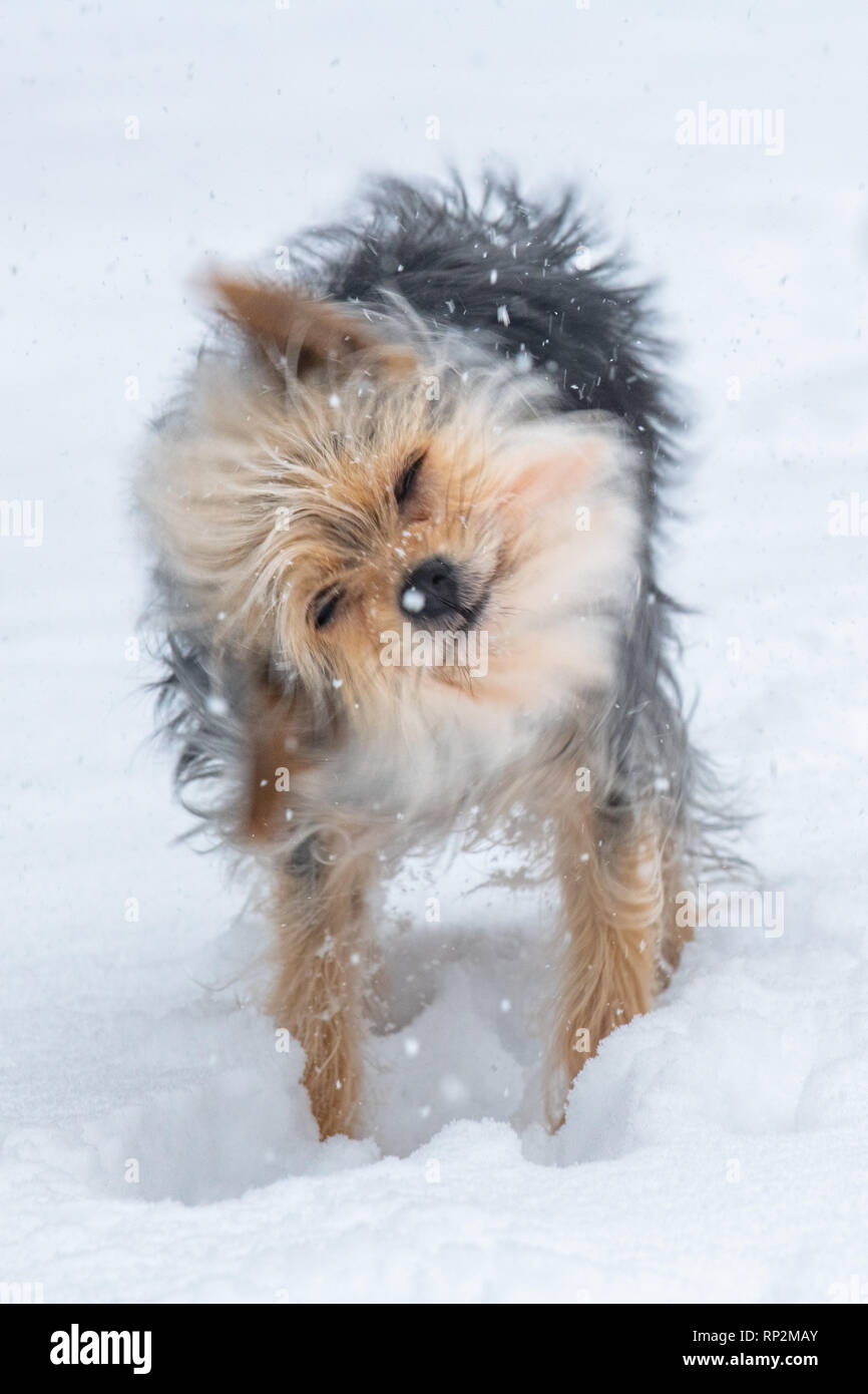 Wallingford, USA. 20 Feb, 2019. Ein Yorkshire Terrier/Jack Russel - Canis Lupus Familiaris - gemischte Rasse Hund spielt im Schnee im winter storm Petra Credit: Don Mennig/Alamy leben Nachrichten Stockfoto