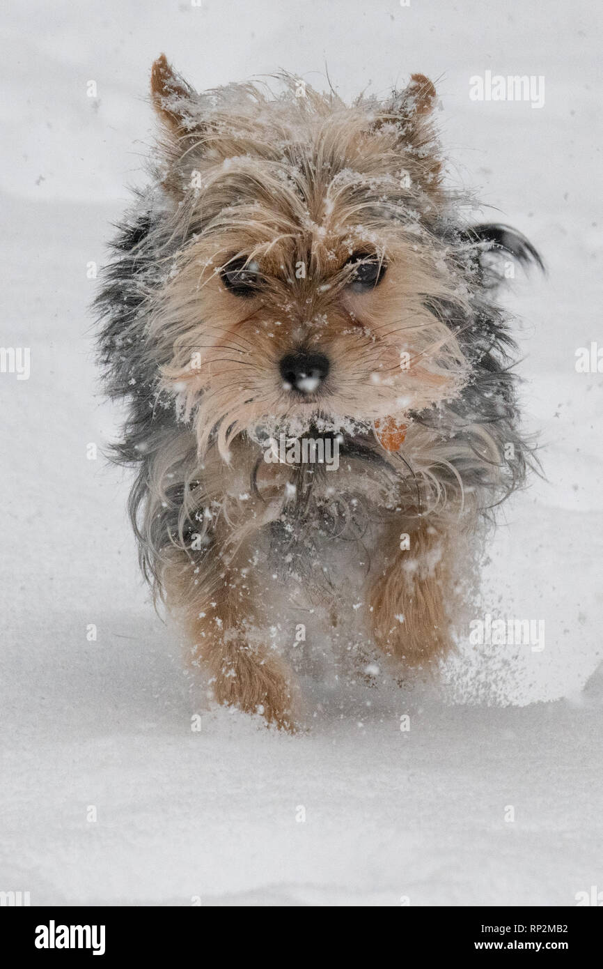 Wallingford, USA. 20 Feb, 2019. Ein Yorkshire Terrier/Jack Russel - Canis Lupus Familiaris - gemischte Rasse Hund spielt im Schnee im winter storm Petra Credit: Don Mennig/Alamy leben Nachrichten Stockfoto