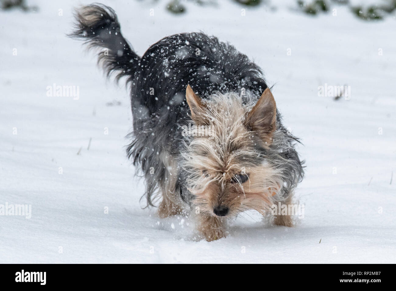 Wallingford, USA. 20 Feb, 2019. Ein Yorkshire Terrier/Jack Russel - Canis Lupus Familiaris - gemischte Rasse Hund spielt im Schnee im winter storm Petra Credit: Don Mennig/Alamy leben Nachrichten Stockfoto