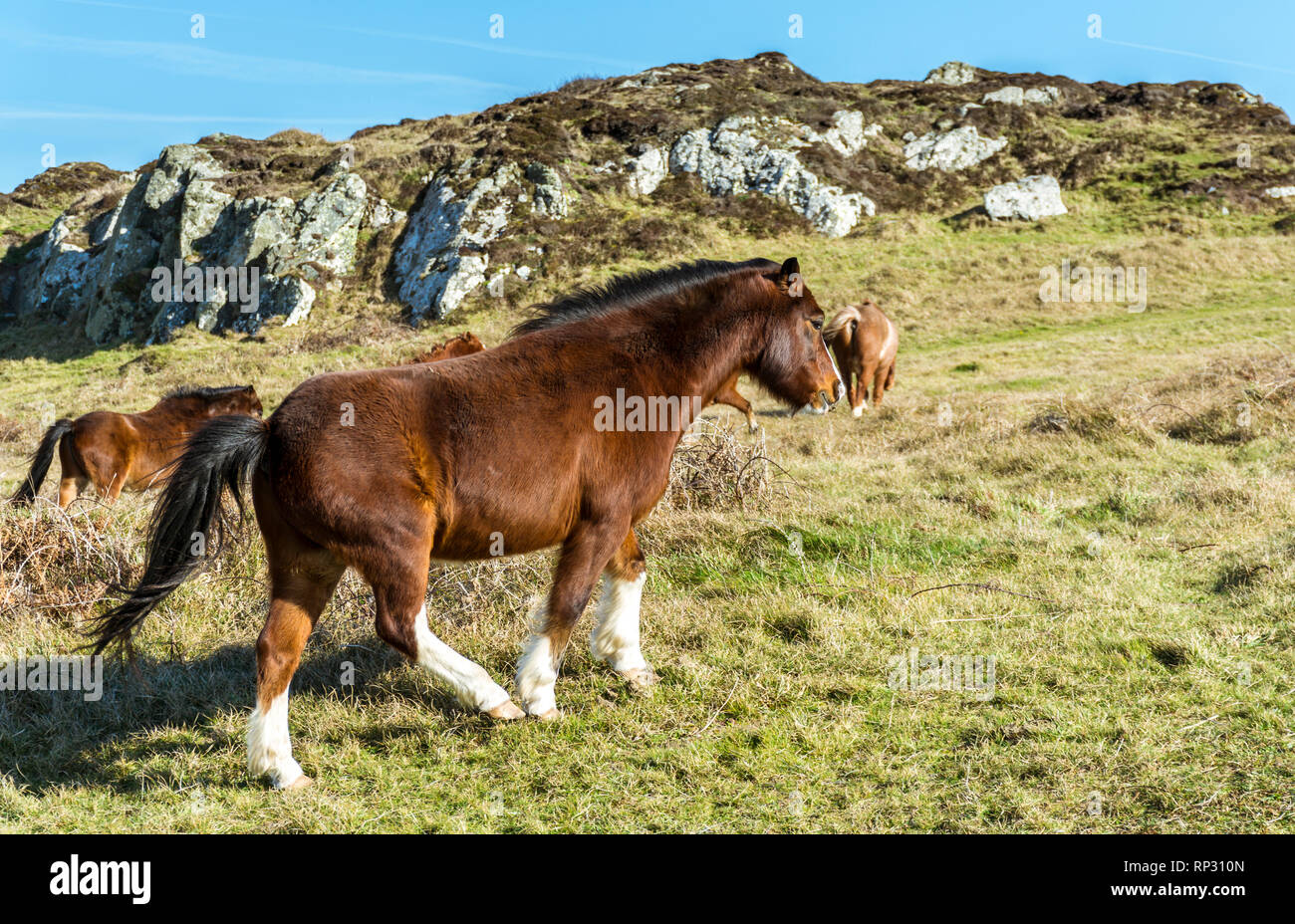 Welsh Ponys auf llanddwyn Island, Anglesey, North Wales, UK. Am 15. Februar 2019 berücksichtigt. Stockfoto