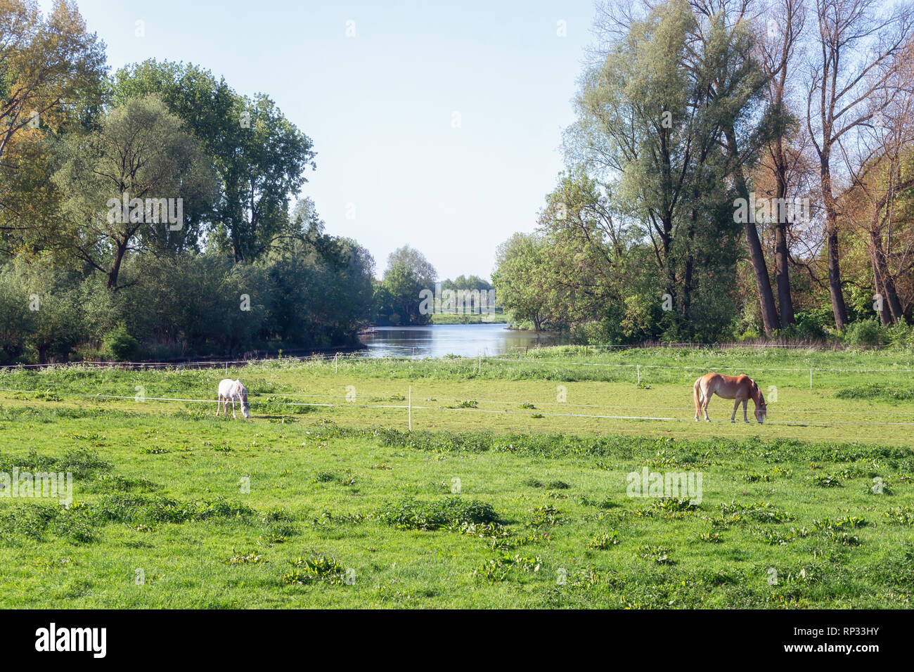 Pferde grasen in den Auen des Flusses Linge in der Betuwe Region in den Niederlanden Stockfoto
