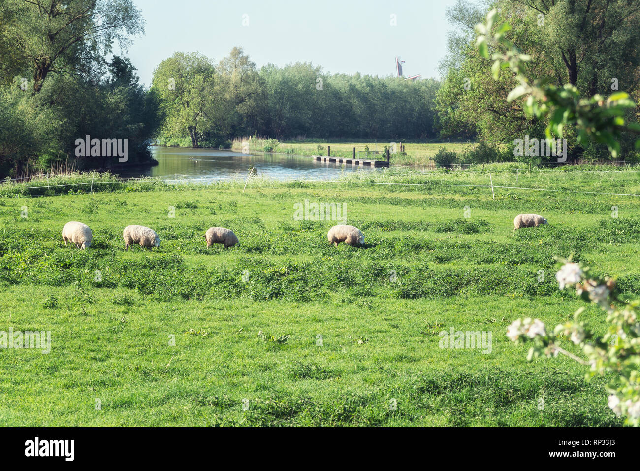 Schafe grasen in die Auen des Flusses Linge in der Betuwe Region in den Niederlanden Stockfoto