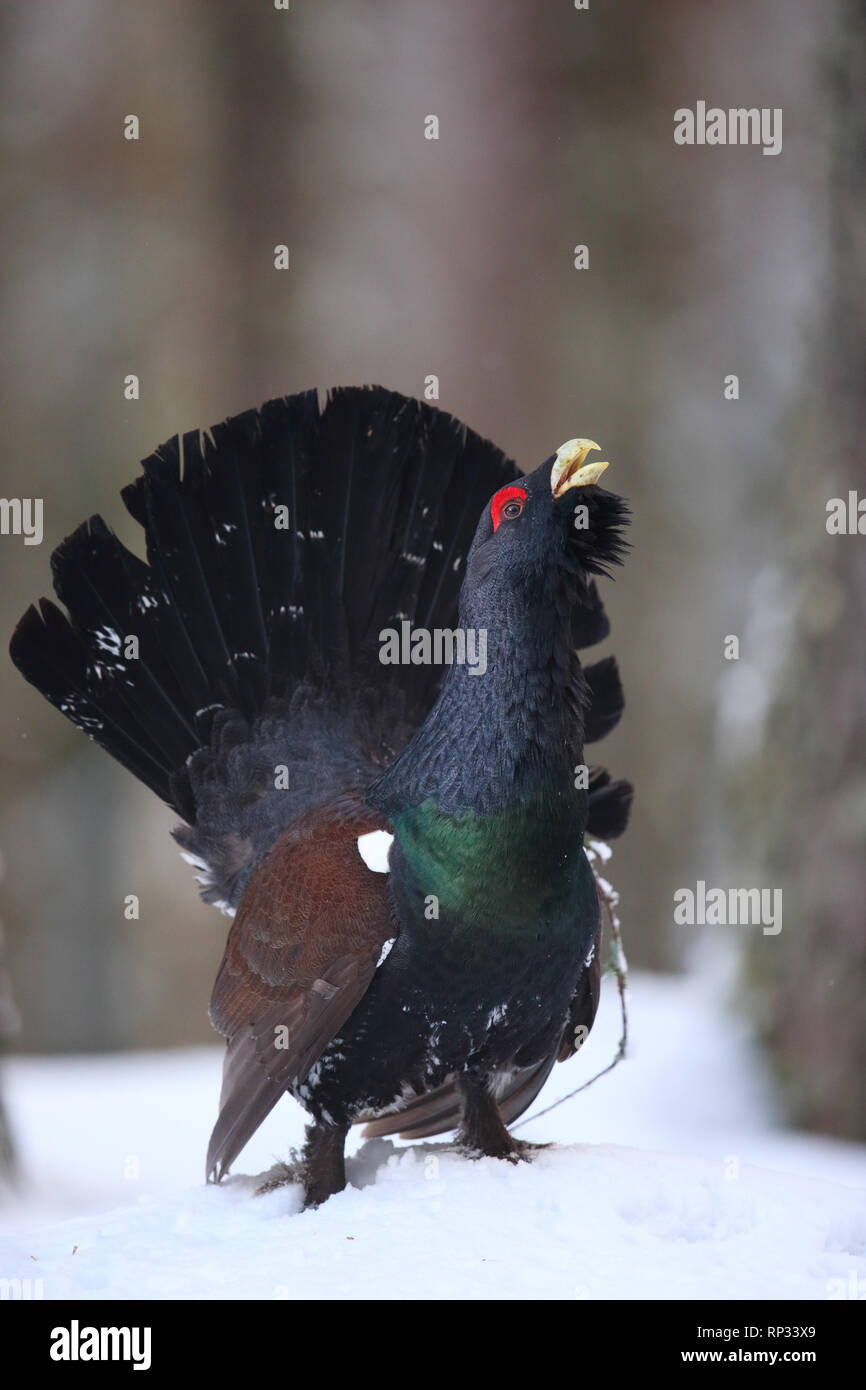 Männliche Western Auerhahn (Tetrao urogallus) Anzeigen im Pinienwald. Stockfoto