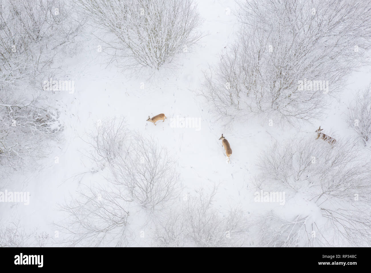 Fütterung Herde Rehe in Büschen, winter Stockfoto