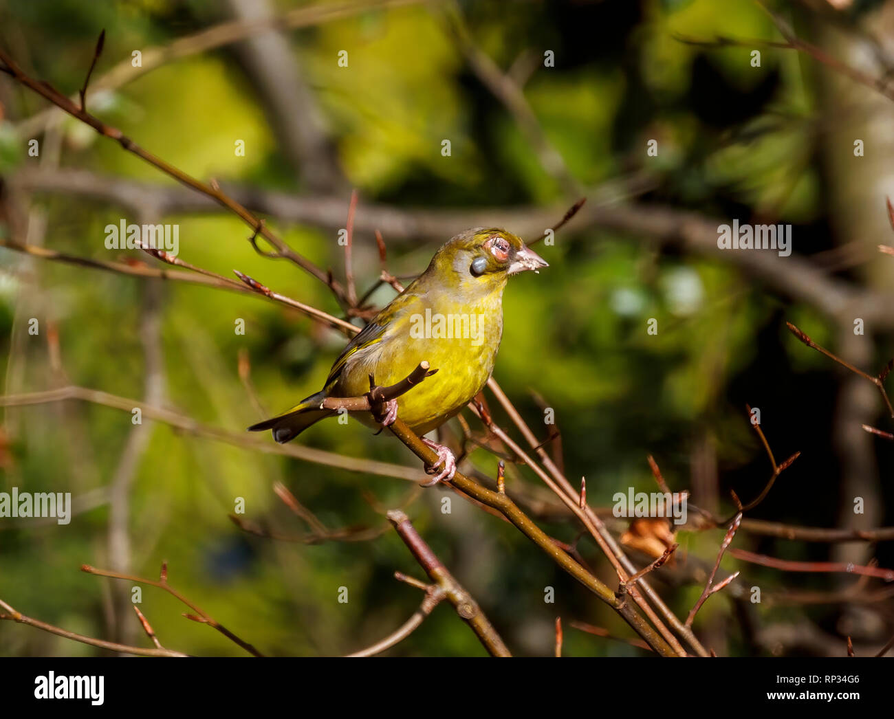 Europäische grünfink (Carduelis chloris) mit einem Häckchen Befall und infizierte Auge, in einem Garten im Winter in Surrey, England, Großbritannien Stockfoto