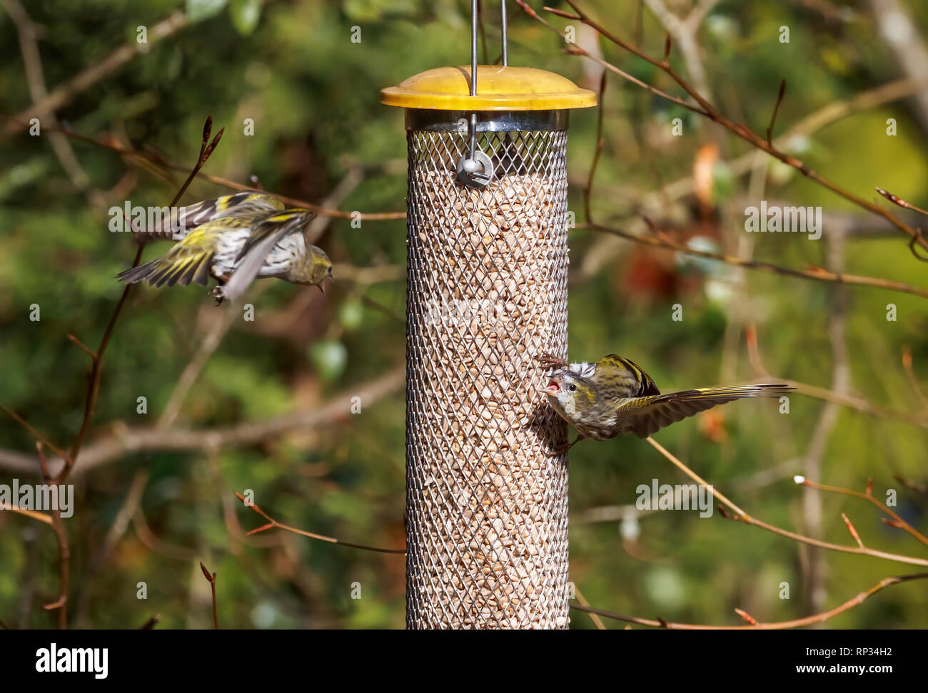 Siskins (Carduelis spinus, gemeinsame Zeisig, Eurasian siskin) im Flug Streiterei in einem futterhaus in einem Garten in Surrey, England, Großbritannien im Wint Stockfoto