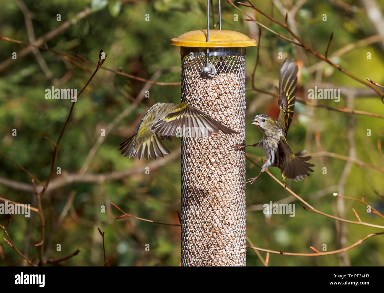 Siskins (Carduelis spinus, gemeinsame Zeisig, Eurasian siskin) im Flug Streiterei in einem futterhaus in einem Garten in Surrey, England, Großbritannien im Wint Stockfoto