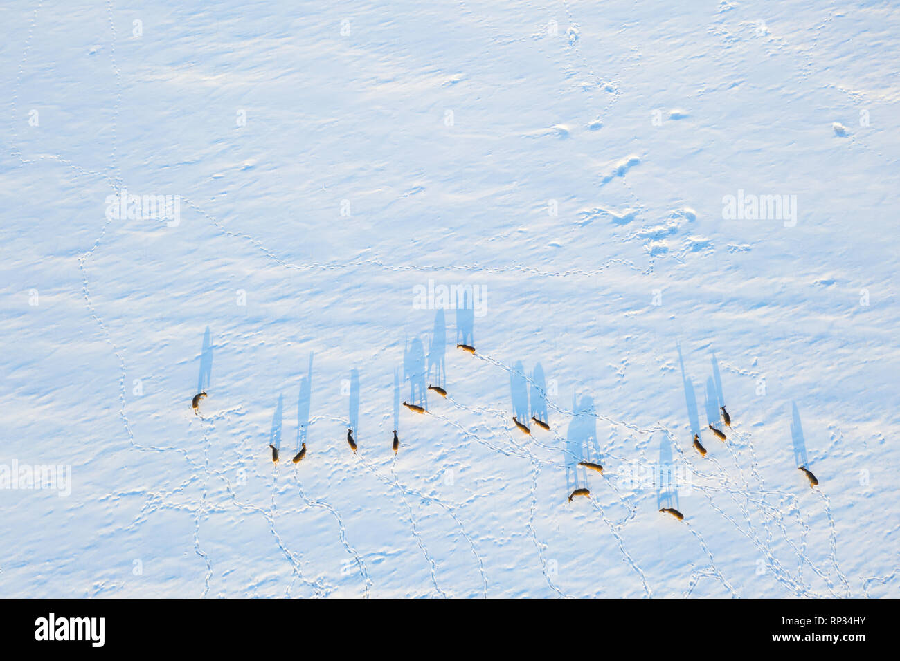Herde Rehe (Capreolus capreolus) im Winter Landschaft Stockfoto