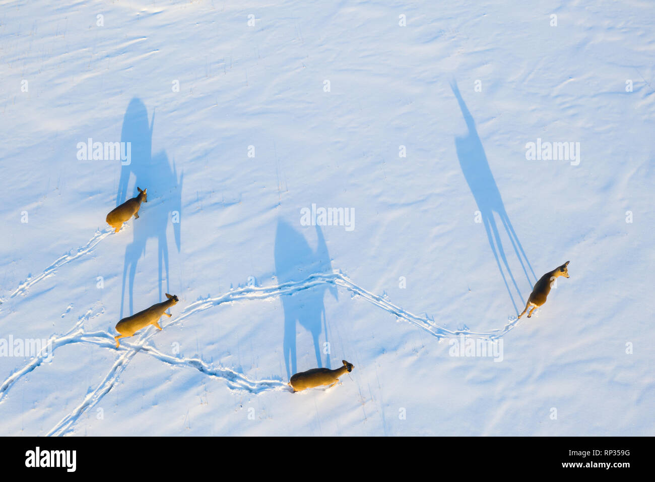 Herde Rehe (Capreolus capreolus) im Winter Landschaft Stockfoto