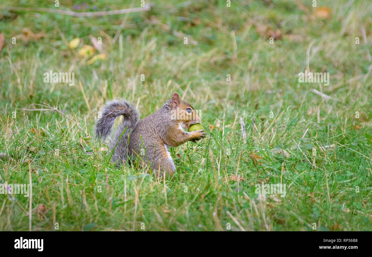 Eine irische Eichhörnchen essen einer frischen Walnuss Stockfoto