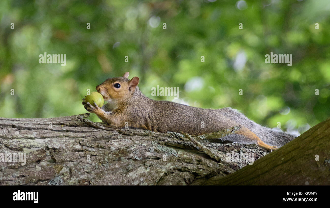 Ein Eichhörnchen in Irland mit einer frischen Walnuss im Maul Stockfoto