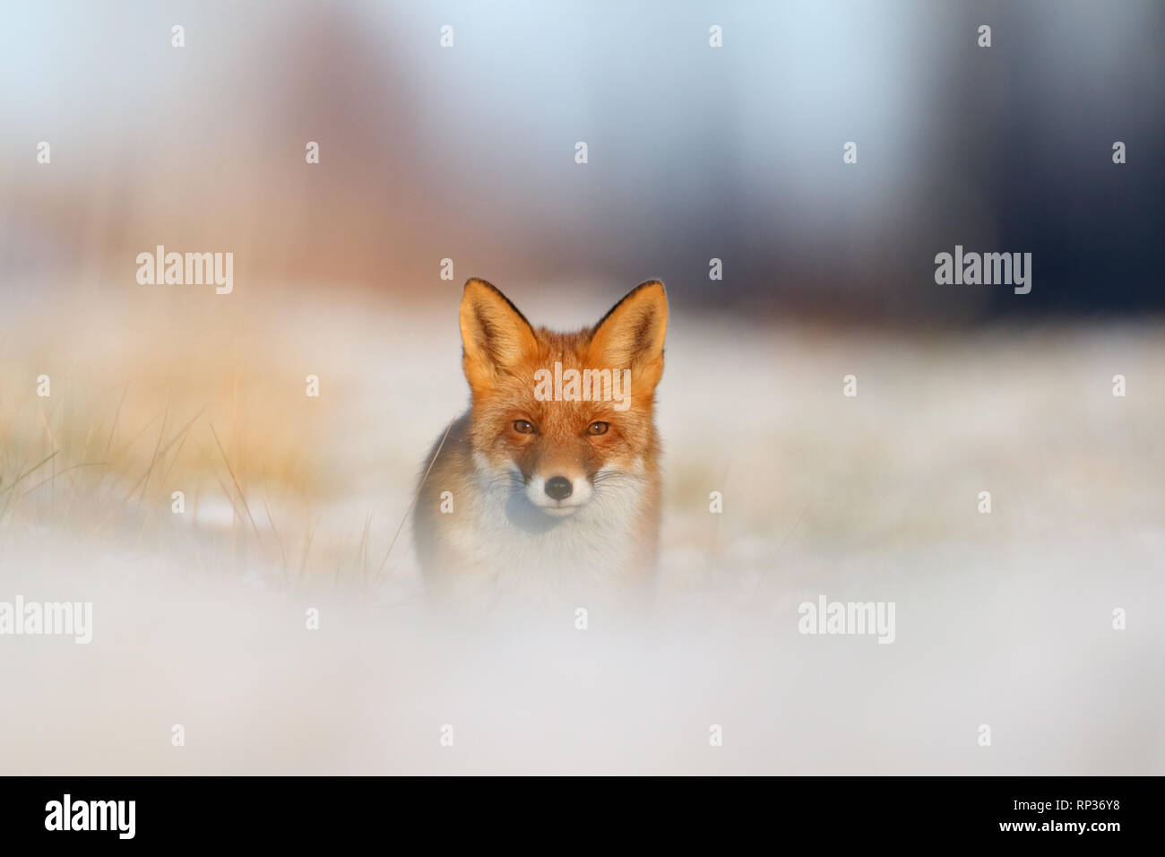 Red Fox (Vulpes vulpes) im Winter. Europa Stockfoto
