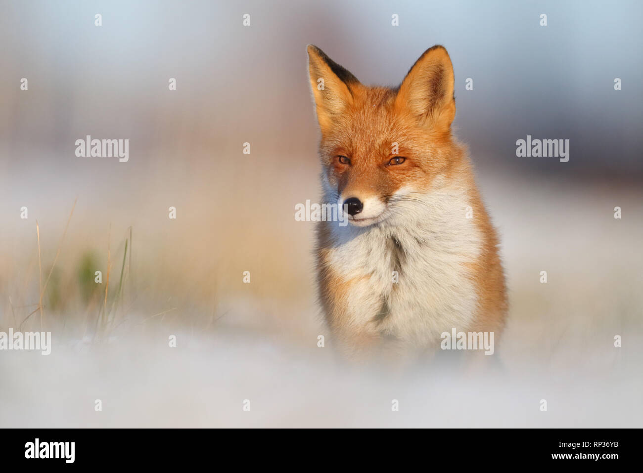 Red Fox (Vulpes vulpes) im Winter. Europa Stockfoto