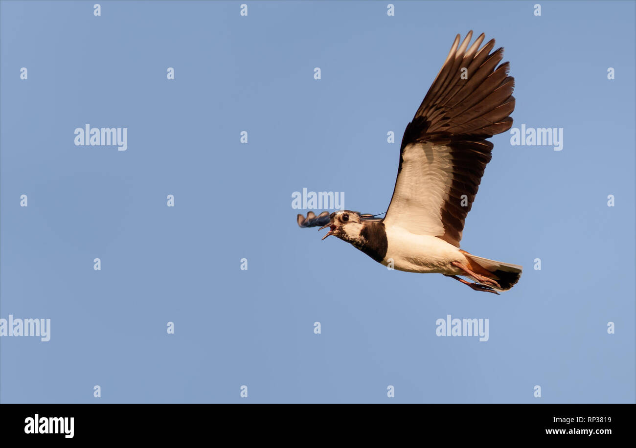 Northern Kiebitz fliegen und schreit in blauer Himmel Stockfoto