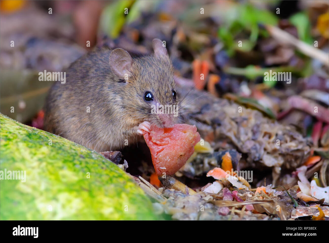 Haus Maus fressen in den Müll und Tomaten Stockfoto