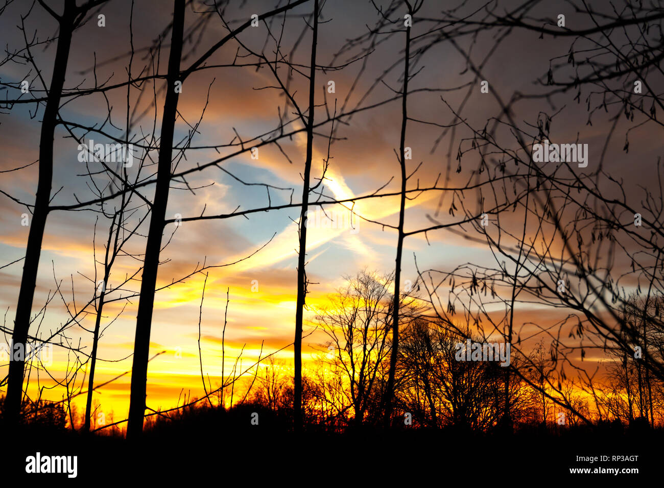 Silhouetten einer blattlosen Zweige auf bunten Sonnenuntergang und bewölkt blauer Himmel mit dem Flugzeug trail als backgrond. Herbst in Finnland. Stockfoto