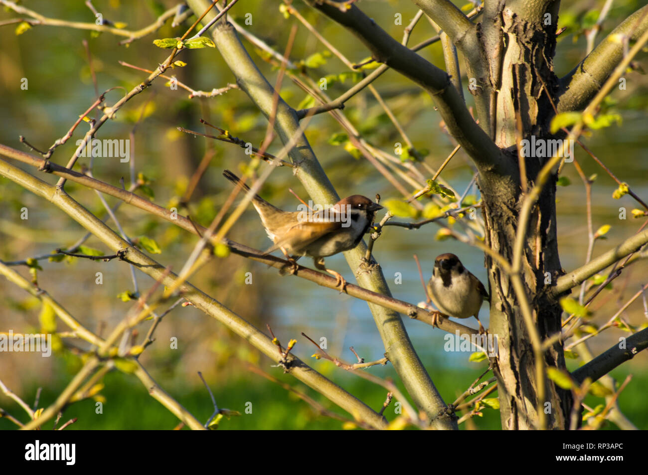 Paar Spatzen in den Ästen eines Baumes mit blühenden Frühling Blätter Stockfoto