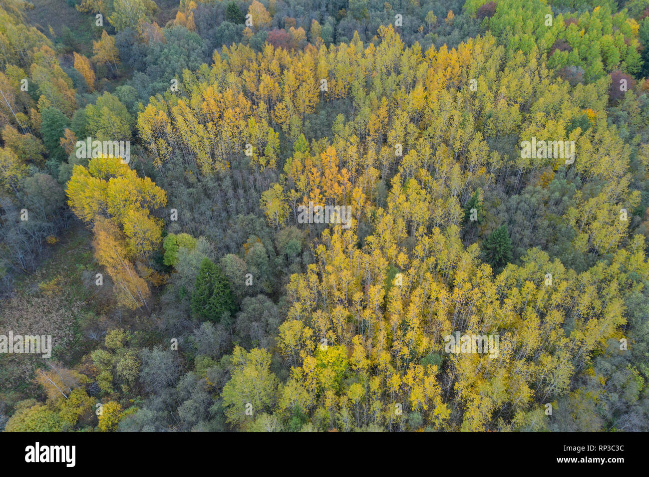 Luftaufnahme von bunten Borealer Wald, Herbst. Stockfoto