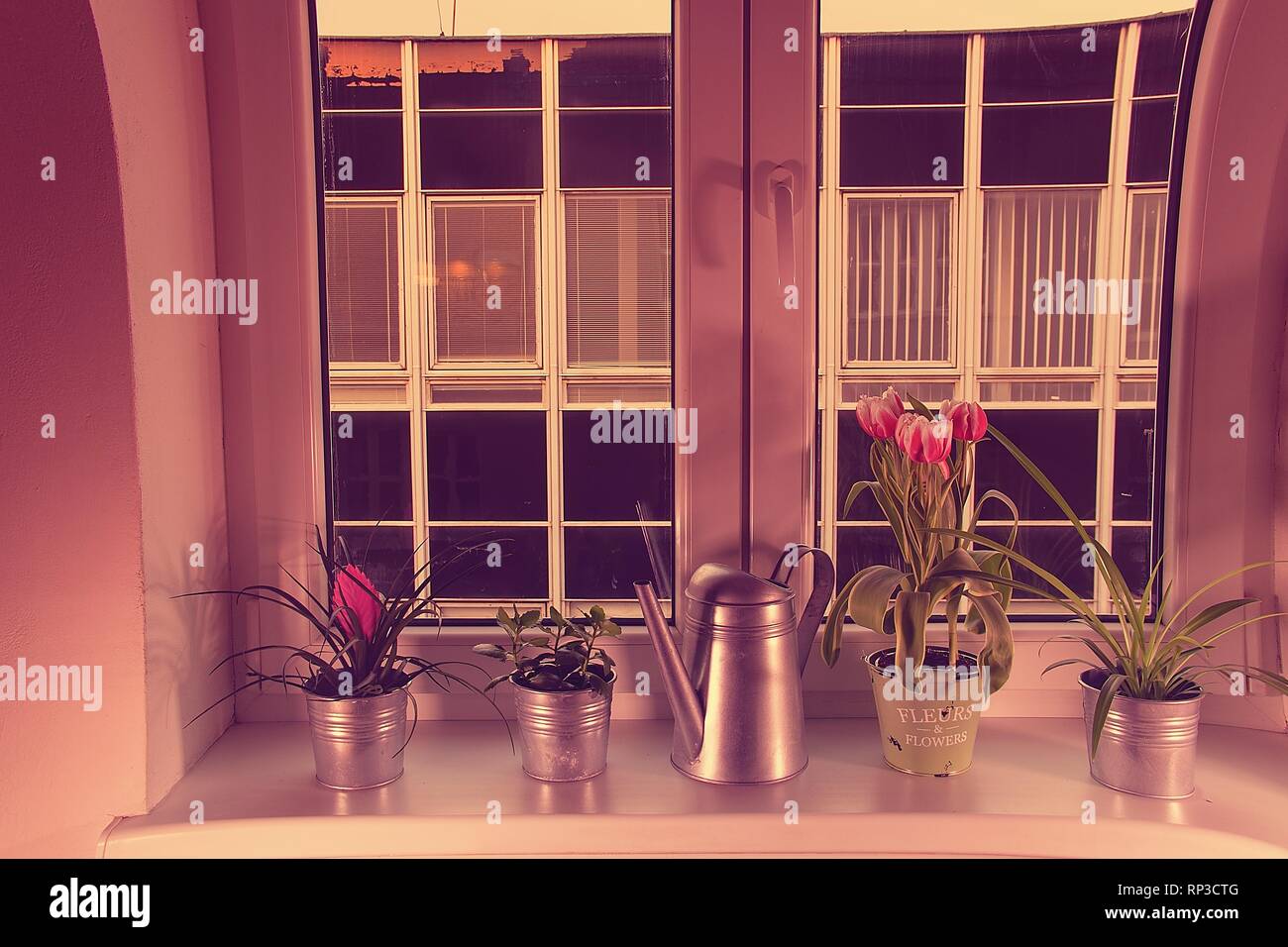 Blumen in Blumentöpfe und Gießkanne auf der Fensterbank. Tillandsia Blume und Tulpen. Hinzufügen HDR-Effekt. Stockfoto