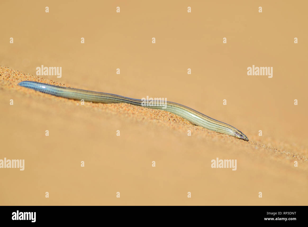 FitzSimons' Graben Skink - Typhlacontias brevipes, spezielle beinlose Echse aus der Wüste Namib, Swakopmund, Namibia. Stockfoto