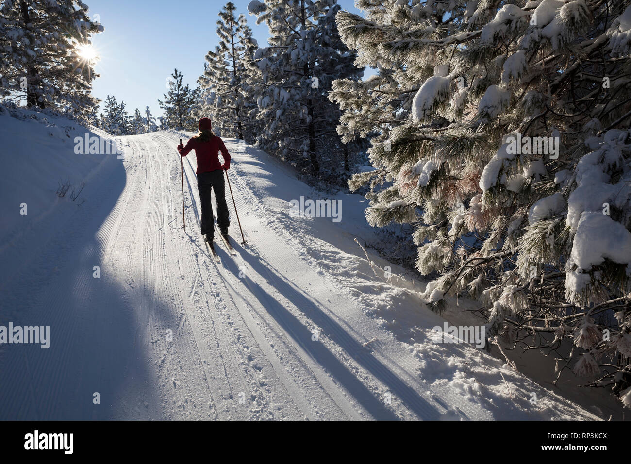 WA 14466-00 ... WASHINGTON - Vicky Feder Langlauf auf der Echo Ridge Winter Trails System oberhalb der Stadt Chelan entfernt. (Herr #S1) Stockfoto